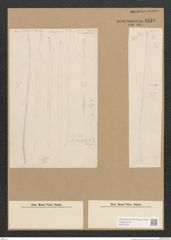 Diatomeae indet. Zeichnungen Sammlung Grunow Nr. 4510 (NHMW-BOT-W0372479)
